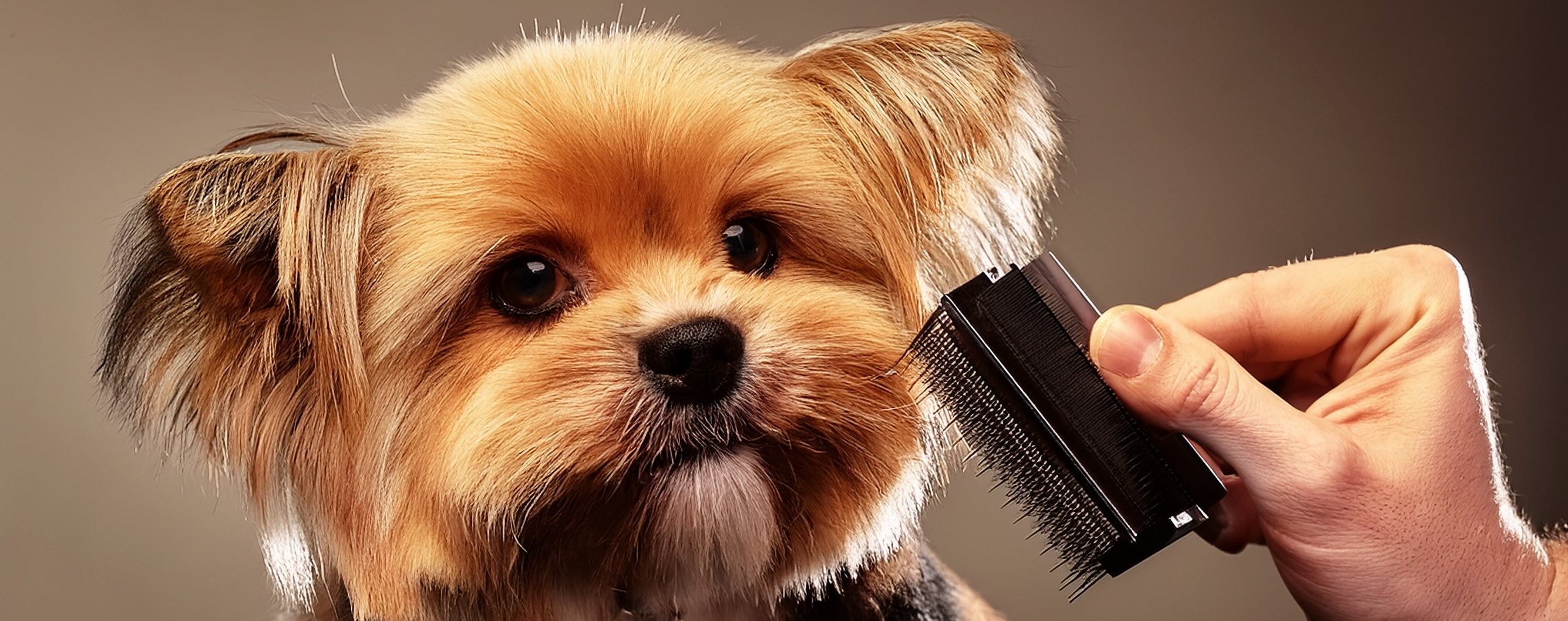 data-element= Professional dog grooming using a slicker brush on a small breed